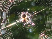 spider web diffraction