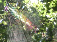 spider web diffraction
